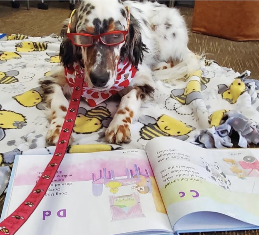 funny dog with glasses reading a book
